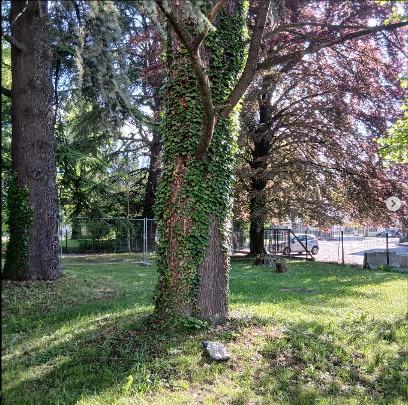 Sinnon – The Tree Guide Who Stood With Me